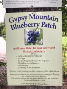 FREE Blueberry Picking @ Gypsy-Mountain Blueberry Patch | Marion | North Carolina | United States