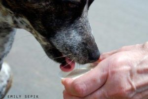 Doggie Ice Cream Social (Outdoor Event) @ The Hop Ice Creamery  | Asheville | North Carolina | United States