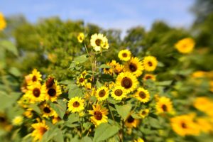 Saturday Morning Farm Stroll with the Bees @ Love Lane Flower Farm | Waynesville | North Carolina | United States