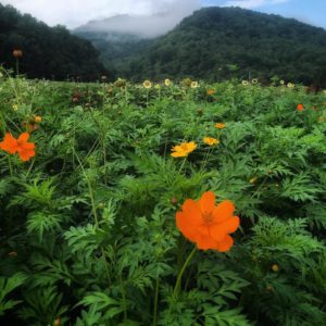 Community Pick You Own Flowers Day @ Lady Luck Flower Farm | Leicester | North Carolina | United States