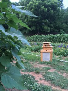 Pollinator Farm Tours @ Love Lane Flower Farm  | Waynesville | North Carolina | United States