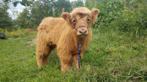 Meet Baby James @ Soggy Bottom Farms  | Spruce Pine | North Carolina | United States