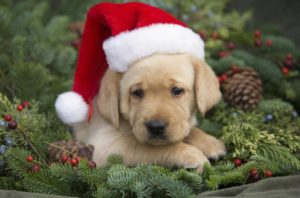 Free Pet picture with Santa @ Carolina Ace Hardware  | Hendersonville | North Carolina | United States