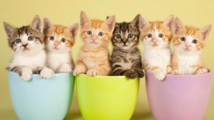 Tea with CATS! With Asheville Humane Society @ Ivory Road Cafe & Kitchen  | Arden | North Carolina | United States