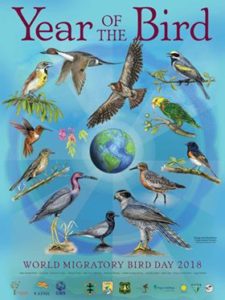 2nd Annual World Migratory Bird Day 2018 @ Bridge Park | Sylva | North Carolina | United States