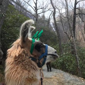 Llamapalooza for Annual Passholders @ Chimney Rock at Chimney Rock State Park | Chimney Rock | North Carolina | United States