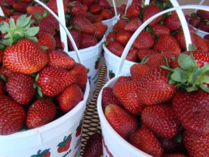 Strawberry Day @ WNC Farmers Market | Asheville | North Carolina | United States