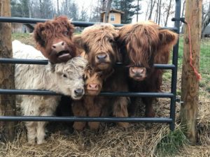 Spring Festival @ Soggy Bottom Farms  | Spruce Pine | North Carolina | United States