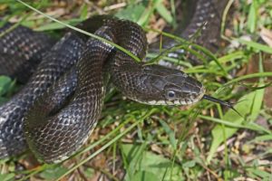 Intro to Herpetology-FREE Kids Program @ Weaverville Branch Library  | Weaverville | North Carolina | United States