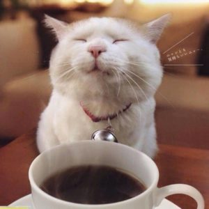 Cat Yoga & Coffee @ Violet Owl Wellness  | Asheville | North Carolina | United States