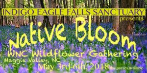 Native Bloom: WNC Wildflower Gathering @ Indigo Eagle Wildlife Sanctuary | Maggie Valley | North Carolina | United States