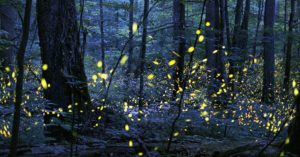 Asheville Outdoor Families - Search for Blue Ghost Fireflies @ Cradle of Forestry - Heritage Site & Discovery Center  | Pisgah Forest | North Carolina | United States