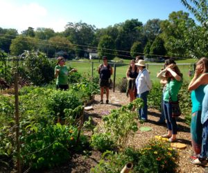 Summer Community Garden Tour @ FOUR Community Gardens in and around Asheville, NC