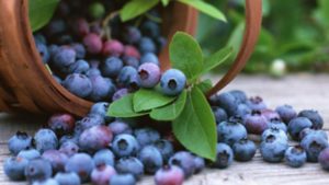 Blueberry Day @ WNC Farmers Market  | Asheville | North Carolina | United States