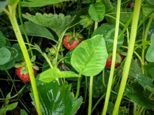 Strawberry Picking @ The Ten Acre Garden | Canton | North Carolina | United States