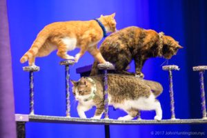 The Amazing Acro-cats in Asheville! @ Diana Wortham Theatre | Asheville | North Carolina | United States