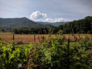 Raspberry & Blackberry Picking & Sunflower Maze @ The Ten Acre Garden | Canton | North Carolina | United States