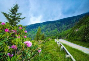 Blooming Rhododendron @ Blue Ridge Parkway between Mount Mitchell and the Craggy Gardens Area (MP 355- MP 365)