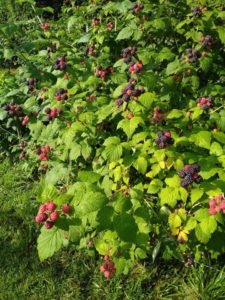 U-Pick Black Raspberries @ Zimmerman's Berry Farm | Marshall | North Carolina | United States