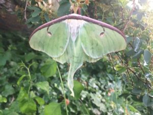 Intro to Entomology-FREE Kid's Program @ Enka-Candler Branch Library  | Candler | North Carolina | United States