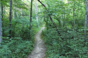 Hike of the Week: Exploring the Mountains-to-Sea Trail @ Stony Bald Overlook | Candler | North Carolina | United States