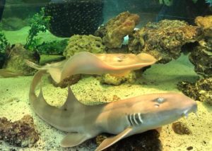 SHARK WEEK! @ Team ECCO Aquarium & Shark Lab  | Hendersonville | North Carolina | United States