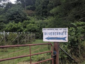 U-Pick Blueberries @ John's Berry Patch and Farm | Leicester | North Carolina | United States