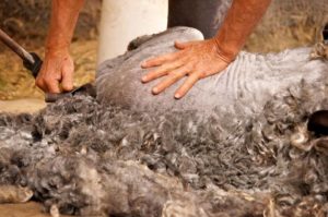 Summer Shearing at Good Fibrations @ Good Fibrations  | Barnardsville | North Carolina | United States