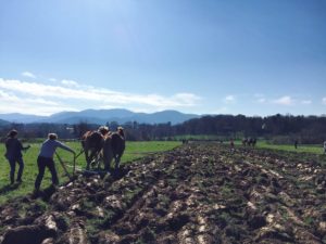 20th Annual Plow Day @ Warren Wilson College / White Barn | Swannanoa | North Carolina | United States