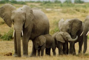 Benefit for The Elephant Sanctuary in Tennessee @ Ten Thousand Villages Montreat  | Montreat | North Carolina | United States