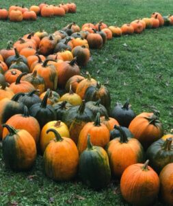 Pumpkin Sale @ The Park at Flat Rock  | Flat Rock | North Carolina | United States