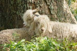 Three Fiber Farmers : Tour @ Good Fibrations | Barnardsville | North Carolina | United States