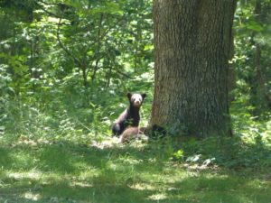 Hike of the Week @ locations on the Blue Ridge Parkway | Candler | North Carolina | United States