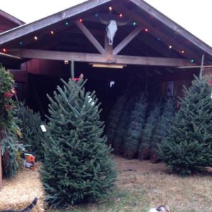 Choose & Cut a Christmas Tree @ Smoky Mountain Christmas Tree Farm | Waynesville | North Carolina | United States