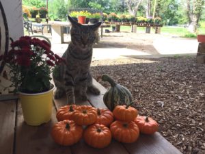 Fall Festival @ Just Ripe Farm  | Brevard | North Carolina | United States