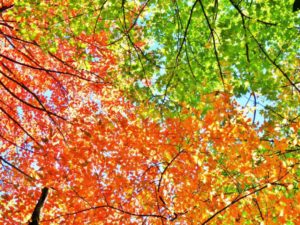 Fall Hiking @ Frugal Backpacker (Asheville, NC)  | Asheville | North Carolina | United States