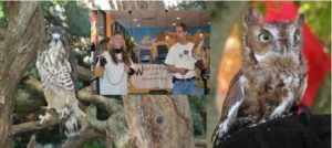 Owl-O-Ween! Live Birds! @ Wild Birds Unlimited (Asheville, NC)  | Asheville | North Carolina | United States