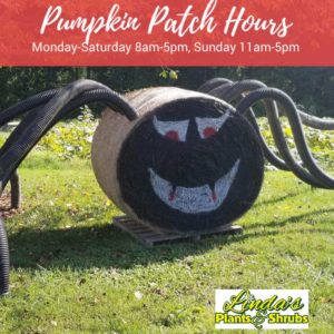 U-Pick Pumpkin Patch & Indoor Corn Maze @ Linda's Plants & Shrubs | Hendersonville | North Carolina | United States