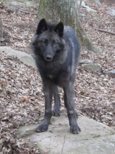 Junior Wolf Howl @ WNC Nature Center | Asheville | North Carolina | United States