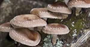 Make Your Own Mushroom Log! @ Fifth Season Gardening Co. Asheville Market | Asheville | North Carolina | United States