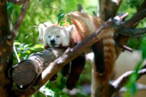 Red Panda Exhibit Opening Weekend at WNC Nature Center @ WNC Nature Center