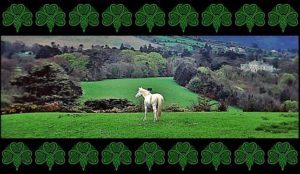 Annual St Paddy's Day Celebration! @ White Horse Black Mountain