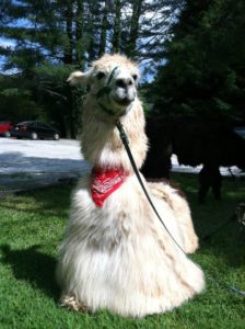 Ginger the Llama Release Party! (with a REAL llama!) @ Asheville Brewing