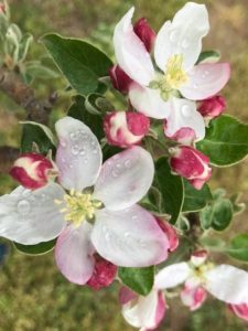 Blooming Blossom Bonanza @ Stepp's Hillcrest Orchard