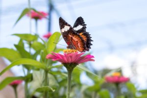 Parks for Pollinators BioBlitz @ Lake Julian Park