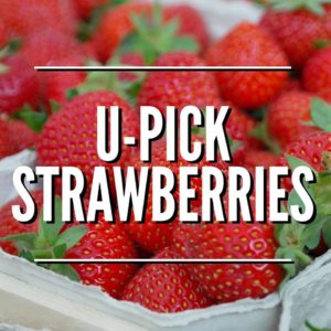 It's Strawberry Picking Season! @ in the surrounding Asheville area