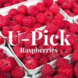 U-Pick Raspberries @ The Ten Acre Garden