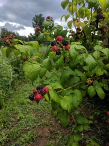 U-Pick Blackberries and Black Raspberries @ The Ten Acre Garden