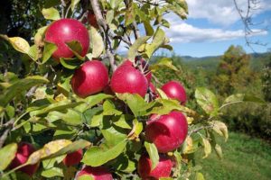 Opening Day Kickoff - You Pick Apples & New Kids Activities @ Justus Orchard