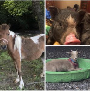 Visit with Trinity the Piglet, Buddy the Mini Horse and Wally the Goat @ Arms Around ASD